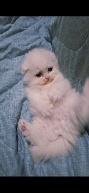 отдам в добрые руки: Şinşilla, Dişi — 6