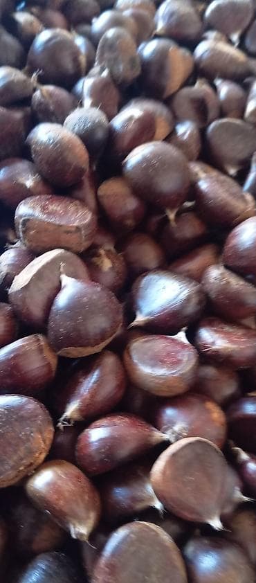 Şabalıt. Öz həyətimindi. çox deyil. Qəbələ rayonundadı. gəl al. bakıya