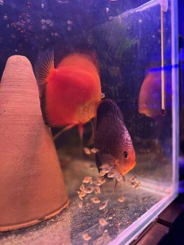 Quşlar: Diskus — 1