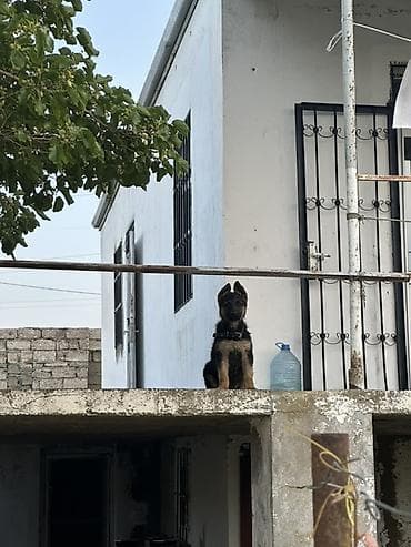 qurd basar: Alman çoban iti, 3 ay, Dişi, Peyvəndli, Ünvandan götürmə — 2