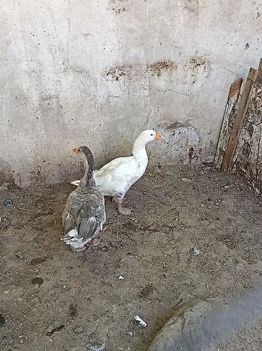 qaz bala: Yerli qazlar satilir 6 aylıqdi cutu 50 manat — 1