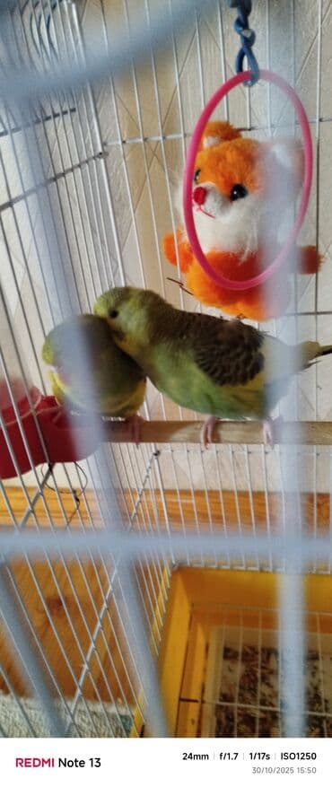 hələb kecilərin qiyməti: Qeyd: Ev şəraitinə tam sağlam vitamin qarışıq yemle boyudulub 5qus — 2