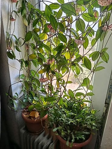 gül hediye: Hoya carnosa (Vaxtı-vaxtında çiçəkləyən mum gül) – sarmaşıq tipli otaq — 4