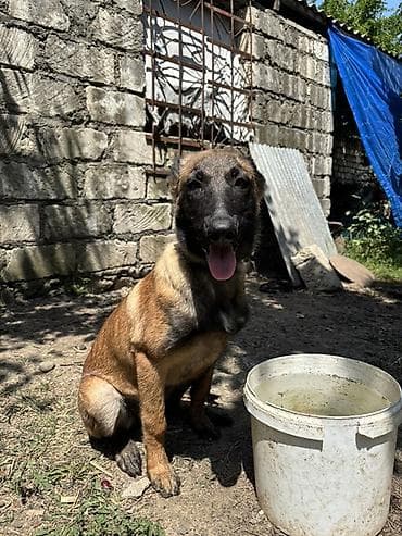 it balasi: Belçika Malinua (Belgian Malinois) balası - Aktiv, ağıllı və — 2