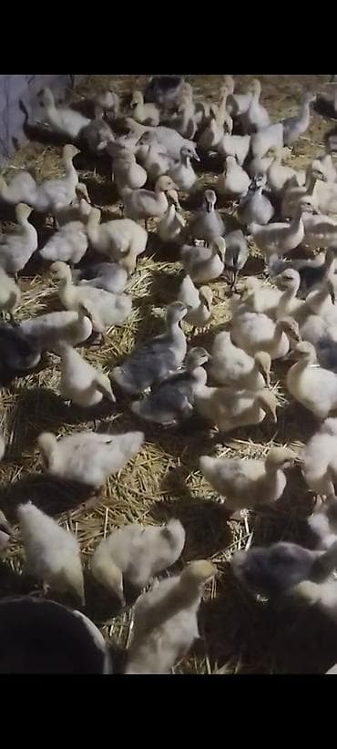 linda qazlar: Satılır: qaz balaları 25 gunlukdur — 1