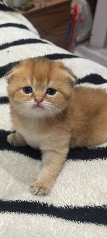 100 ile 500 arasi cins saf qan saqlam pisiklerimiz var sekilde olmayan at lalafo.az 100 ile 500 arasi cins saf qan saqlam pisiklerimiz var sekilde olmayan