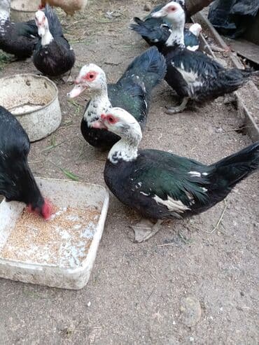 Gəmiricilər: Ördəklər — 3