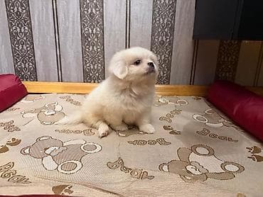 İtlər: Pekines, 1 ay, Erkek, Sənədli, Ünvandan götürmə, Pulsuz çatdırılma — 4
