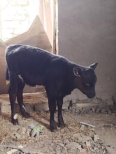 halep kecisi satilir: Dana, buzov, Dişi, Simental, ay: 3, Damazlıq, Ünvandan götürmə — 4