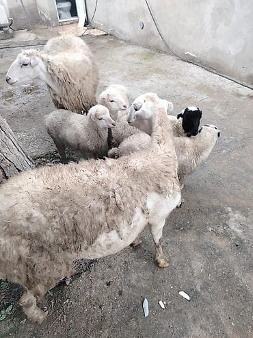 Dovşanlar: Qoyun və quzular – təsərrüfat üçün hazır sürü - Növ: yerli — 6