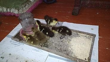 lal ördək balası: Ördək balası — 3