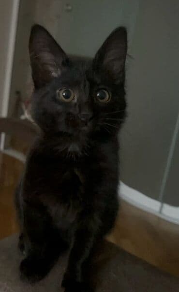 Bıçaqlar: Dişi, Yaxşı əllərə, Pulsuz çatdırılma — 3