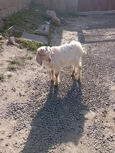 ucuz keci: Salam Adı Cimi "Dir )))) 2 Ay Yarımlıq Erkek Barter toyuq, Lal Ördək — 5