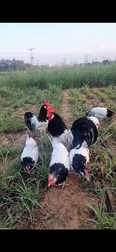 cins keciler: Toyuq, Damazlıq — 1