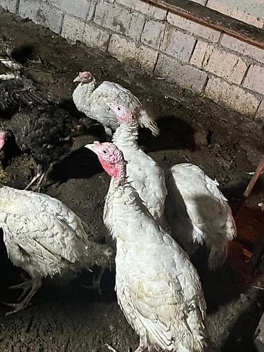 Digər kənd təsərrüfatı heyvanları: Dişi, Amerika, Ətlik, Ünvandan götürmə — 5