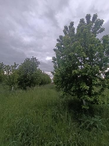 ev torpaq: 35 sot, Kənd təsərrüfatı, Maklerlər narahat etməsin, Kupça (Çıxarış) — 4