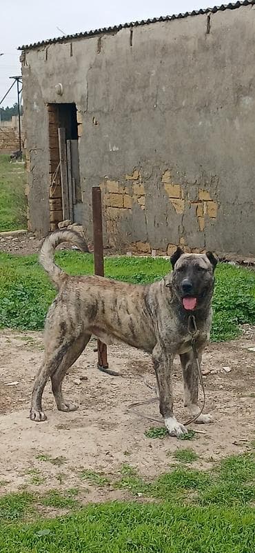 itlerin satsi: Qurdbasar, 2 il, Erkek, Peyvəndli — 3