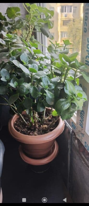 куплю комнатные растения: Məhsul: Otaq gülləri (saksıda) Təsvir: - Şəkillərdə müxtəlif — 8