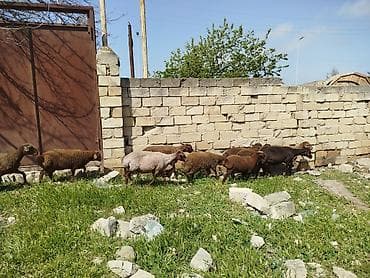 qoyun satilir: Qoyun sürüsü satılır Salam 5 qoyun 5 qüzû satılır ünvan novxanı cavan — 8