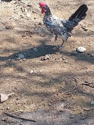 Salam herkese yaponka xoruzu satlr tekdı deye satram real alan yazzın — 5