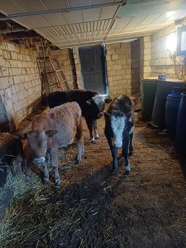 Информатика: Satışda – buzovlar - Növ: yerli ətlik istiqamətli buzovlar - Say: 3 — 1