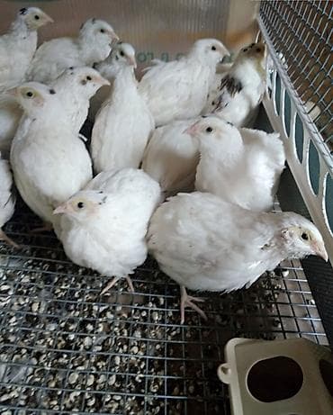 damaz: Texas Bildirçini həm yumurta həm damazlıqa tam əlverişli quşlardır — 1