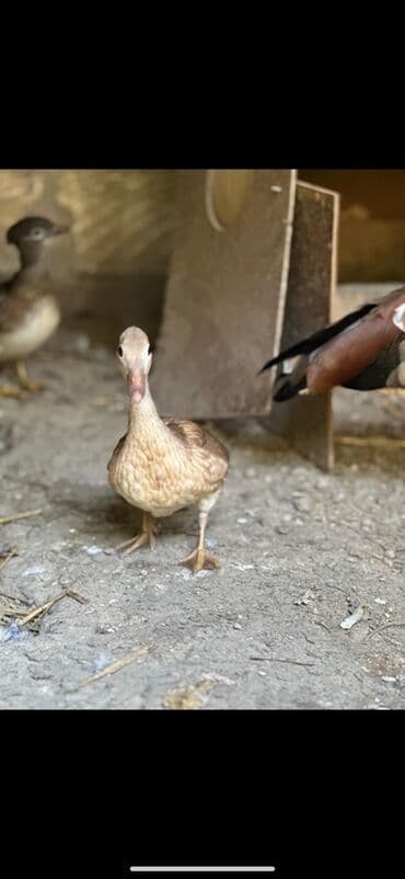 çöl ördeyi: Dişi, Damazlıq, Pulsuz çatdırılma — 2