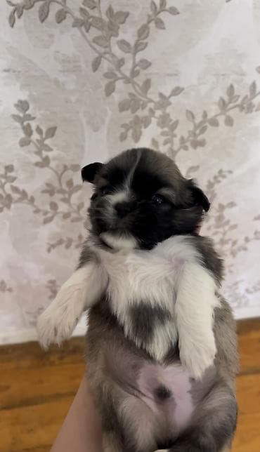 Pekines, Erkek lalafo.az -da Pekines, Erkek