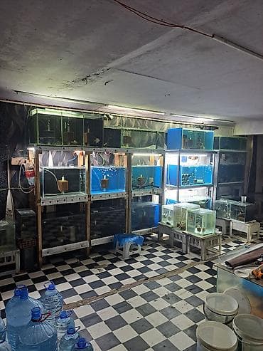 akvarium satisi: Dördbucaq akvarium, Boş, 100 l, Ünvandan götürmə — 2