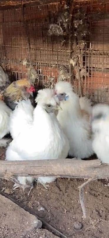 kəklik quşu satışı: Toyuq, Damazlıq — 4