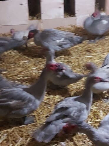 ördekler: Muscovy (barbar) ördəkləri – müxtəlif rənglərdə sürü Təsvir: - — 1