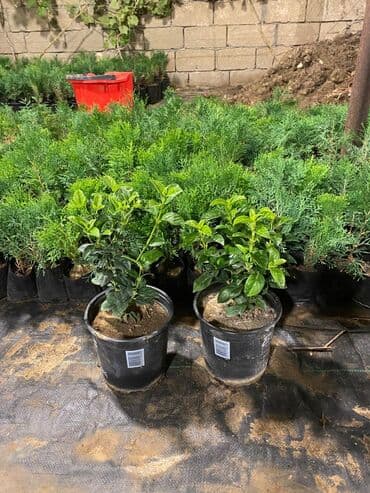 gül toxumları satışı: Dekorativ çöl bitkilərinin satışı və Sifarişlə yetişdirilməsi.Satış — 24