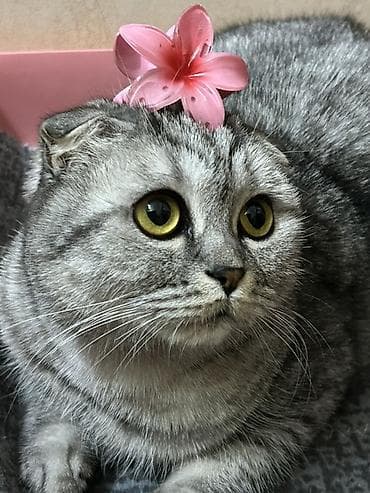 пишик: Британская вислоухая, Самка, В добрые руки — 1