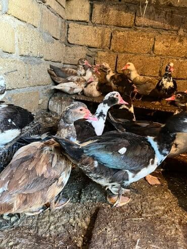 cuceye verilen adlar: Dişi, | Lal ördək, Damazlıq, Ünvandan götürmə — 2