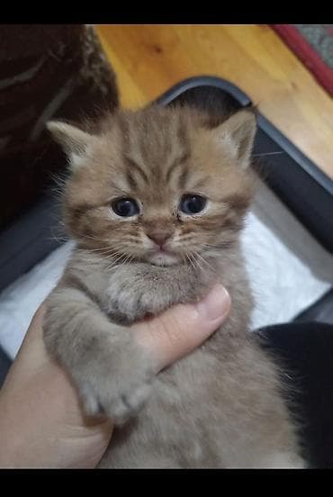 şotlan: Şotland, Erkək, Yaxşı əllərə, Ünvandan götürmə — 6