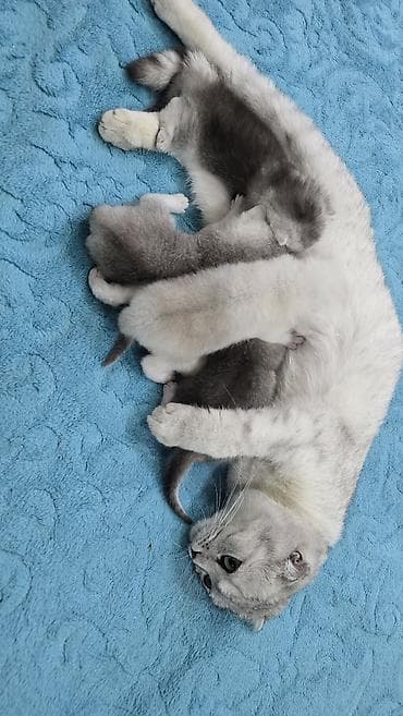 anqora pişiklər: Qızıl şinşilla, Ünvandan götürmə — 9