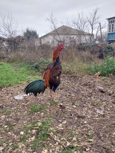 Бараны, овцы: Salam tam ciddi wexslere doyuwun atacam — 2