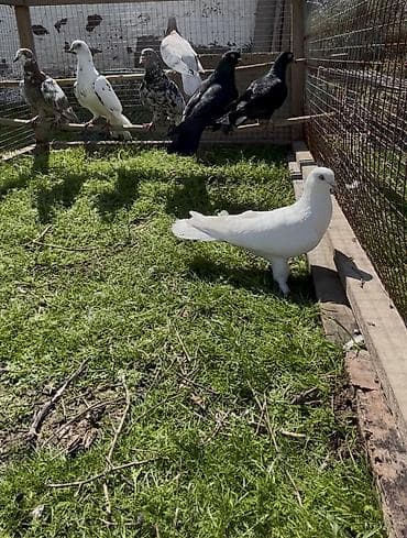 Quşlar: Göyerçinler satılır — 5