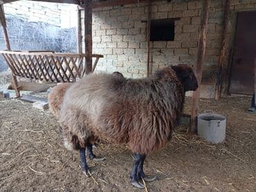 İtlər: Erkək, Qala, il: 4, 60 kq, Damazlıq — 4