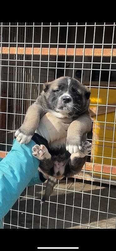 Digər heyvanlar: Alabay — 5