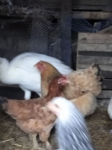 karella quslari: Toyuq, Brama, Damazlıq, Ödənişli çatdırılma — 9