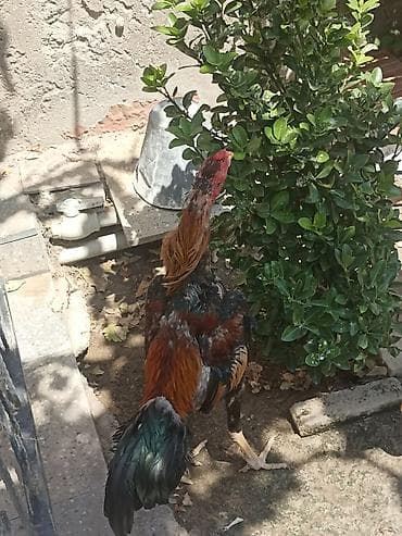 dele satisi: Salam. Gördüyünüz heyvan satılır. TÜRK cinsidi. May becesidi. Ozum — 4