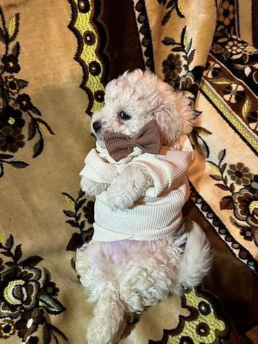 balaca it cinsləri: Mini pudel ballari cox şirin agilli dişi erkey var — 5