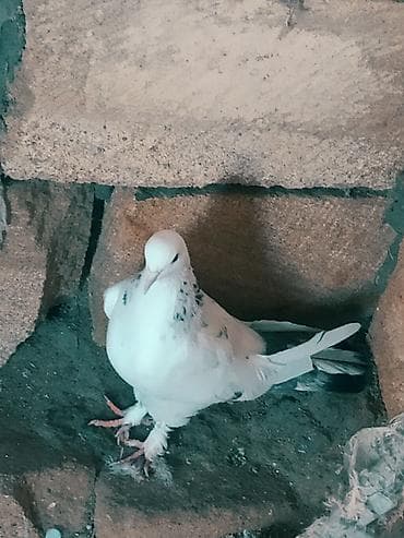 Quşlar: Mətn: Əbrəş erkək və ağ mayası olan hazır cüt göyərçin. Yumurtaya — 8