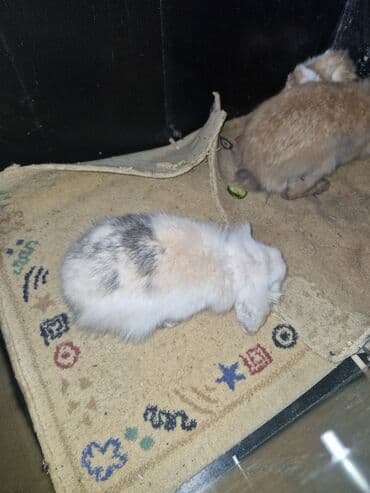 it bazari 2018: Pekines, 5 ay, Erkek, Ödənişli çatdırılma — 5