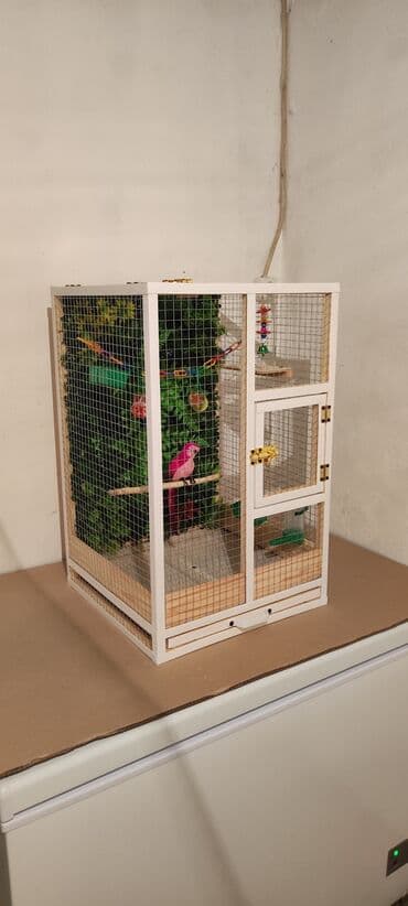 pişik üçün yuva: Papuqay,dovşan,hamster,şinşila,bildirçin,cücə,xamyak,pişik,quş,tısbağa — 2