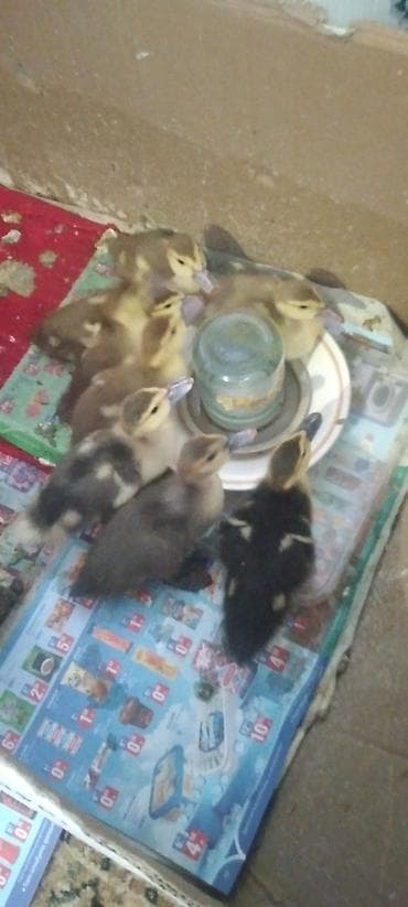 ordek novleri: Satılır: indoördəklərin balaları (musk ördək civcivləri) - Növ — 10