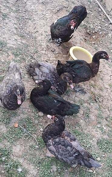 Erkək, Ətlik, Pulsuz çatdırılma