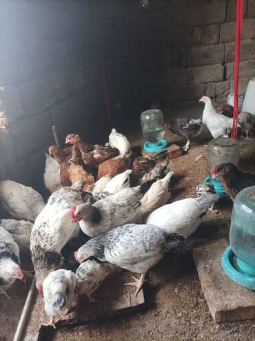 cins xoruz yumurtada banlayar: Toyuq, Yumurtalıq — 1