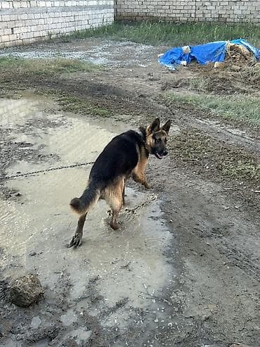 tuklu itlər: Alman çoban iti, 1 il, Erkek — 3